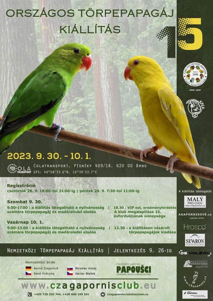 Törpe papagáj kiállítás Brno 2023.